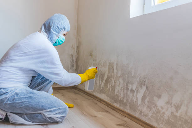 Licensed Mold Remediation service in Parsippany, NJ - WQB Mold Removal